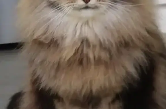 Lost Cat: Friendly, Multicolored, Marion