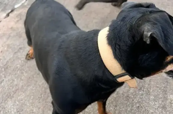 Chien jagdterrier mâle trouvé à Saint-Michel - photo