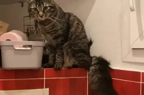 Animaux perdus La Bastide-des-Jourdans, photo: Chat tigré perdu à La Bastide-des-Jourdans