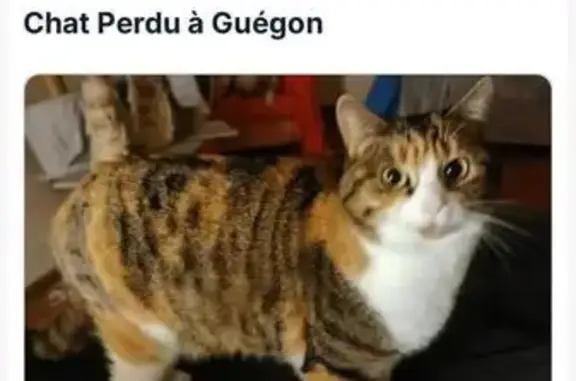 Chatte tricolore perdue à Guégon - photo