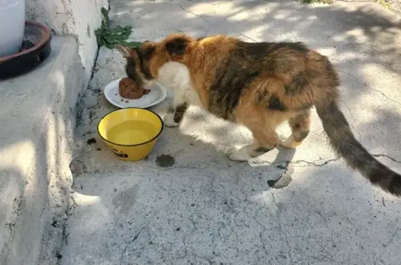 Chat trouvé Grane, photo: Chatte tricolore blessée trouvée à Grane