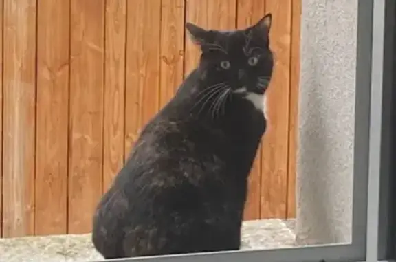 Animaux perdus Tours, photo: Chatte écaille perdue à Tours