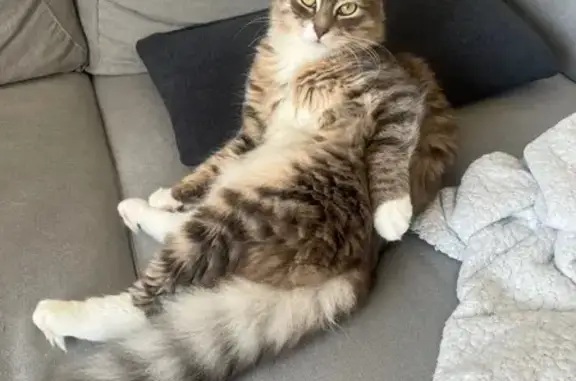 Animaux perdus , photo: Boubou, chat tigré gris disparu à Provenchère