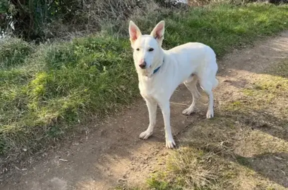 Chien perdu , photo : Chien Berger Suisse perdu à La Roque-Gageac