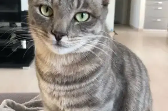 Chat tigré gris perdu à Charmes - photo
