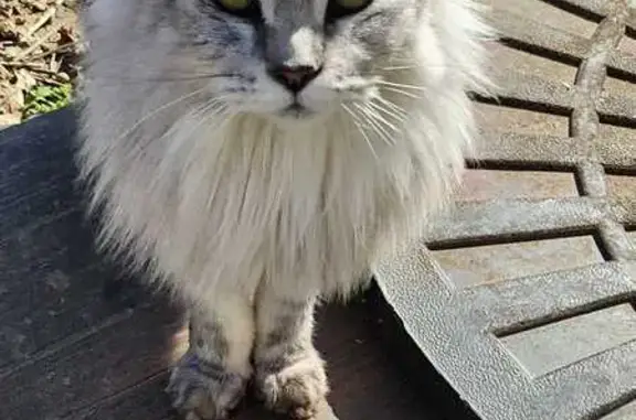 Animaux perdus Les Essarts-le-Roi, photo: Maine Coon grise perdue aux Essarts-le-Roi