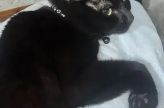 Animaux perdus Toulouse, photo: Chat perdu à Toulouse : Aidez-nous !
