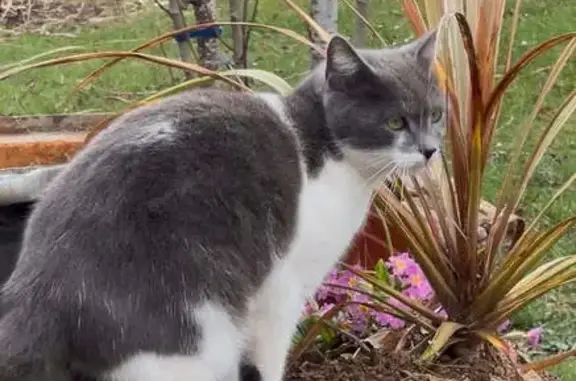 Chat perdu, Coussac-Bonneval, photo: Chatte grise-blanche perdue à Coussac