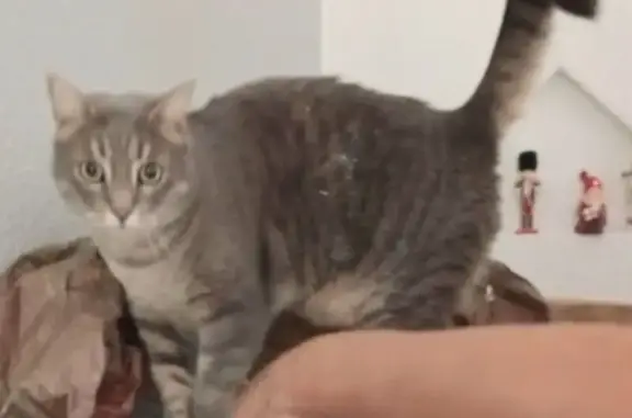 Chat perdu, , photo: Chat gris tigré perdu à Vitreux