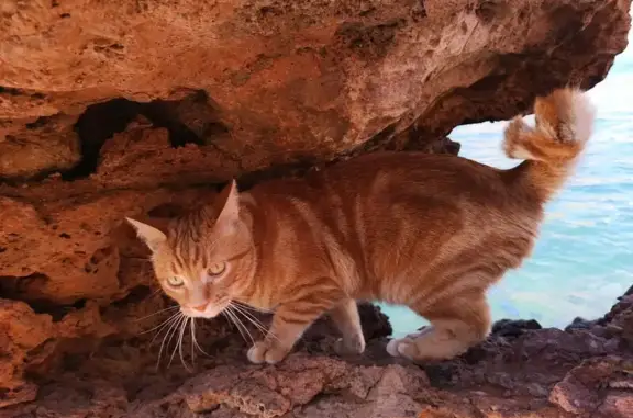 Animaux perdus Cruseilles, photo: Chat mâle brun disparu à Cruseilles