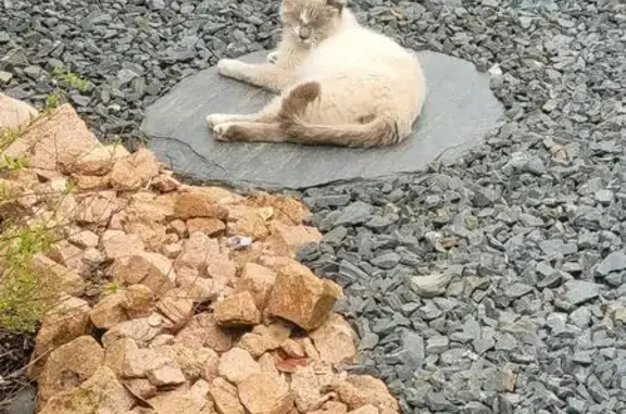 Chat trouvé rue du Buis, Saint-Viance - photo