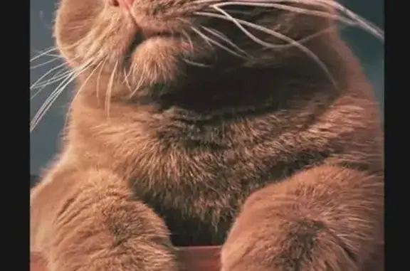 Scottish Fold marron perdu à Déville - photo
