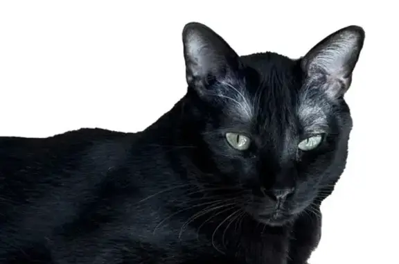 Animaux perdus , photo: Chat noir Shadow perdu à Pleslin-Trigavou
