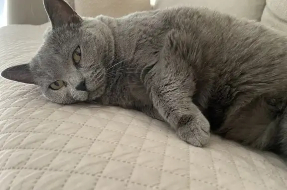 Chat perdu, Billère, photo: Chat gris disparu à Billère, rue du Lacaou