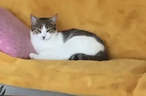 Chat perdu, , photo: Chat tigré perdu à Granges-le-Bourg