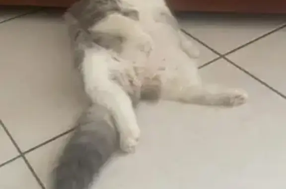 Chatte blanche/grise perdue à Plumaugat - photo