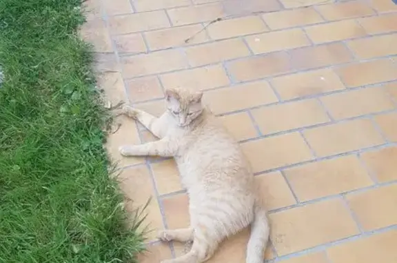 Chat roux non castré trouvé à Poitiers - photo