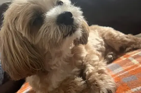 Chien perdu , photo : Shih Tzu perdue à Eccica-Suarella