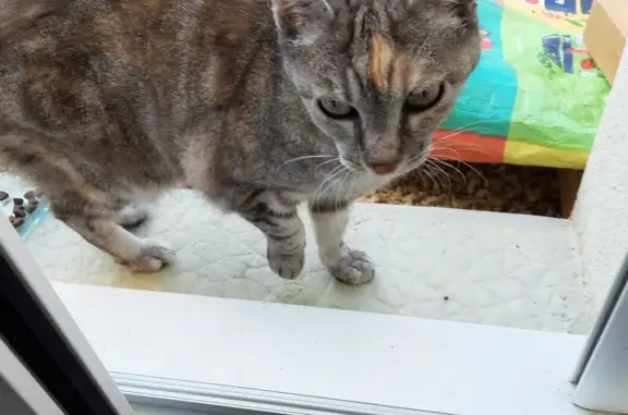 Animaux trouvés Trélazé, photo: Chatte douce cherche famille à Trélazé