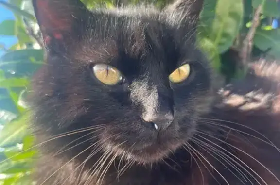 Chat noir perdu à Saint-Paul-lès-Dax - photo