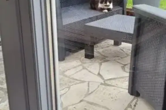Chat errant blessé à Libourne - photo