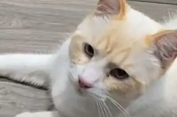 Animaux perdus , photo: Chat red point perdu à Goos, très sociable