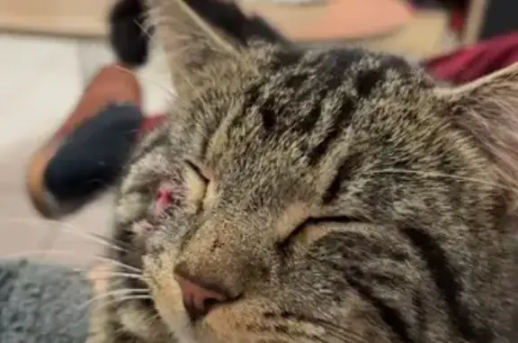 Animaux perdus Taden, photo: Chat tigré perdu à Taden