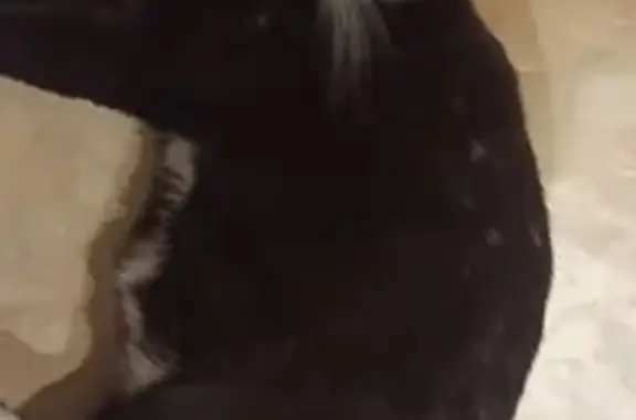 Chat perdu, Malemort-sur-Corrèze, photo: Chatte noire et blanche perdue à Malemort