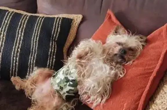 Chien malade Fripouille perdu à Béziers - photo