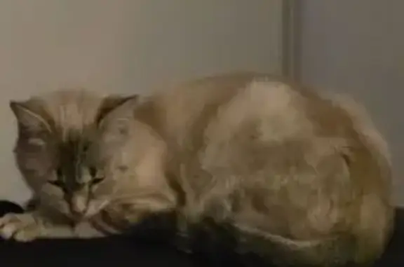 Chat perdu, Valenciennes, photo: Chat tigré beige perdu à Valenciennes