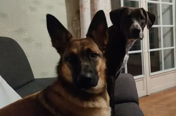 Chiens disparus à Nogaro : Nahla et Smiley - photo