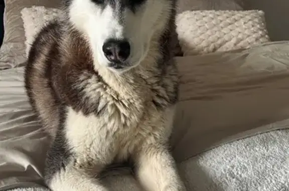 Chien perdu Ussac, photo : Chien perdu ce matin à Ussac