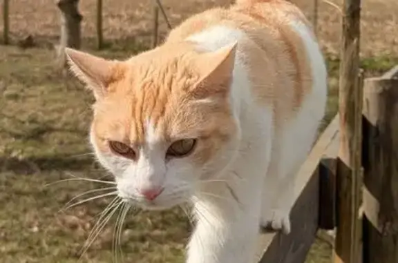 Chatte rousse et blanche perdue à Saint-Jouan - photo
