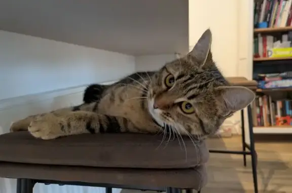 Chat perdu, Crolles, photo: Chatte tigrée perdue à Crolles