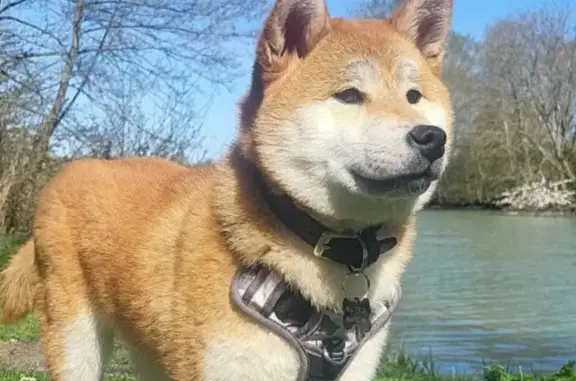 Chien perdu Nangis, photo : Shiba roux perdu à Nangis, harnais noir