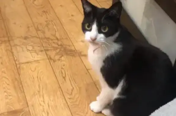 Chat européen tuxedo perdu à Belfort - photo