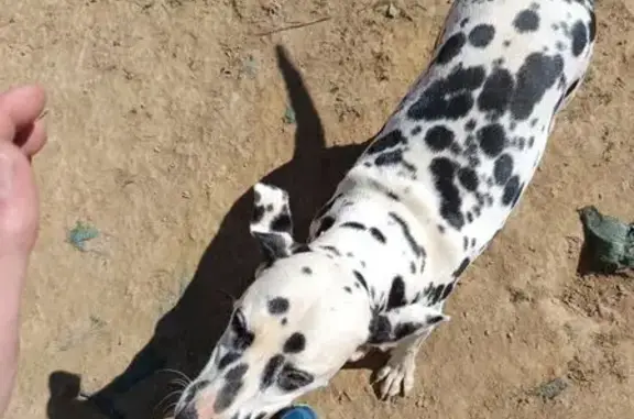 Chien perdu , photo : Dalmatien 18 mois perdu à Auberives
