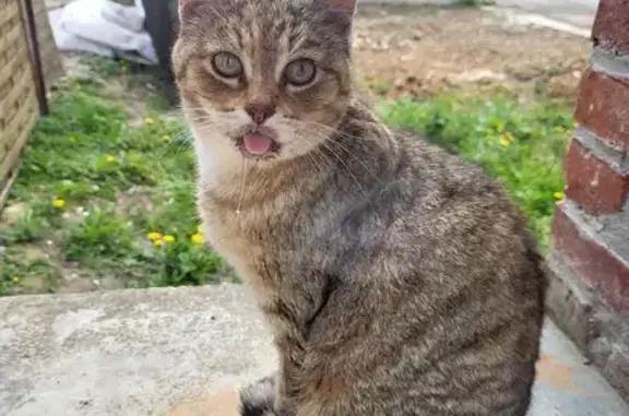 Chatte tigrée âgée disparue à Louvencourt - photo