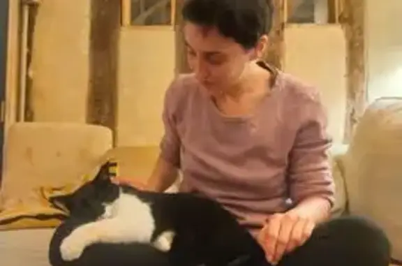 Animaux perdus Nogent-le-Rotrou, photo: Chatte noire et blanche perdue à Nogent