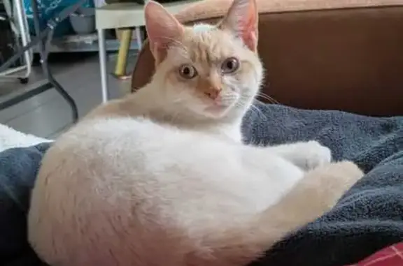 Jeune chat roux trouvé Rue de la Flèche - photo
