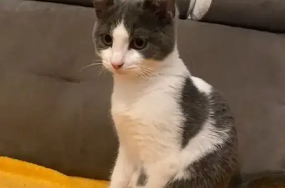 Chat perdu, Garchizy, photo: Chat gris-blanc perdu, Garchizy