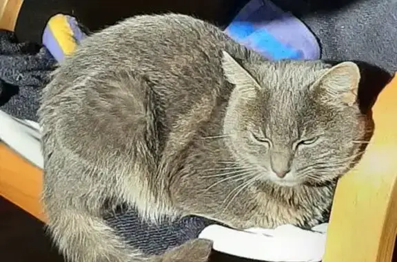 Chat mâle gris perdu à Saint-Avé - photo