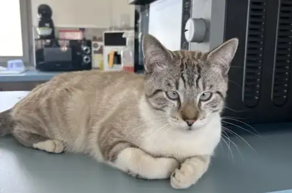 Animaux trouvés Airaines, photo: Chat mâle adorable cherche foyer aimant