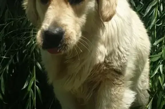 Chien perdu Traînou, photo : Golden retriever crème perdue à Traînou