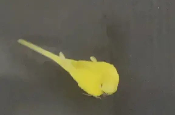 Found Injured Bird at Jurong E...
