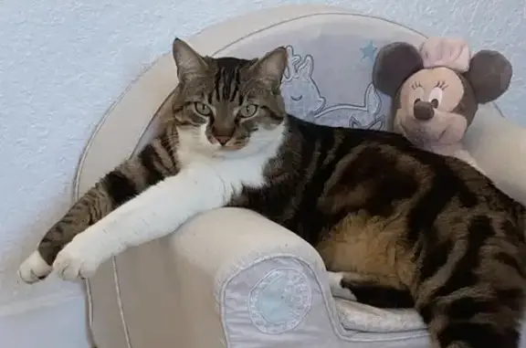 Chat trouvé Toulon, photo: Chat européen tigré perdu à Toulon