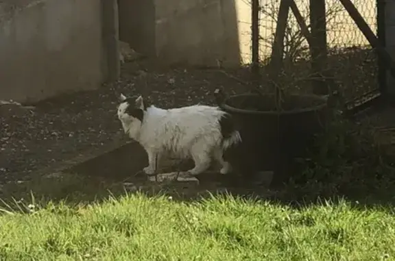 Animaux trouvés , photo: Chat errant blanc et noir à Épeigné-les-Bois