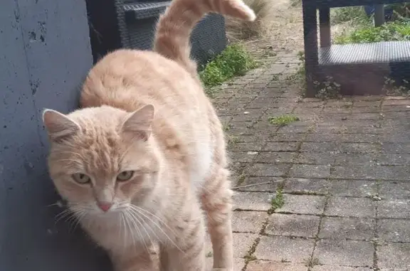 Chat trouvé , photo: Chat mâle crème tigré trouvé à Plélo