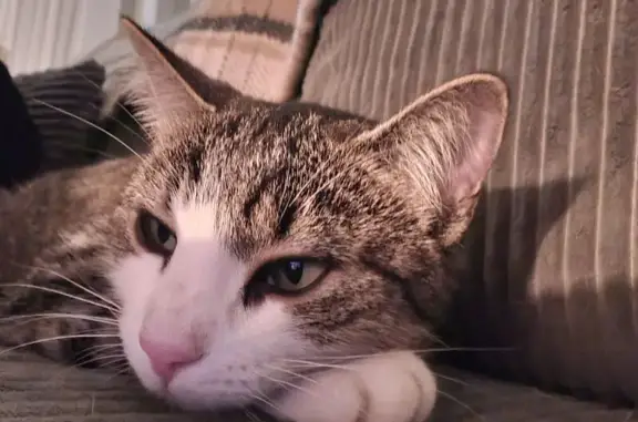 Chatte tigrée perdue à Nérigean - photo