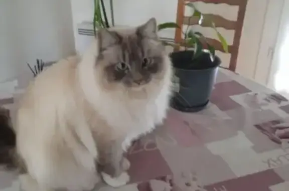 Chat perdu, Dolus-d'Oléron, photo: Chat Sacré de Birmanie perdu à Dolus-d'Oléron